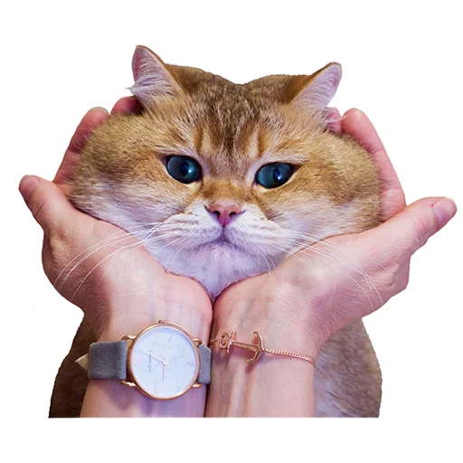 Hosico Cat Hosico Cat -