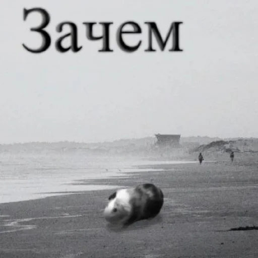 Хучик Хучик -