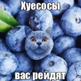 Стикер Хуесосы,вас рейдят - 0