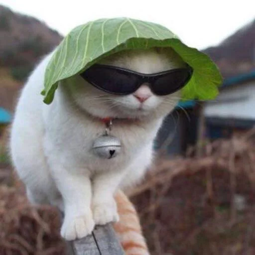 outdoor sunglasses animal