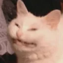 HipeCat HipeCat - кошка