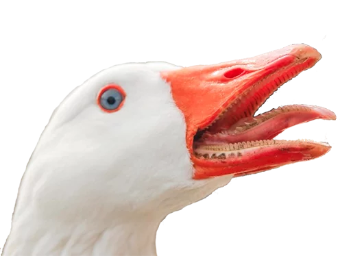 Hysteric birds Hysteric birds -