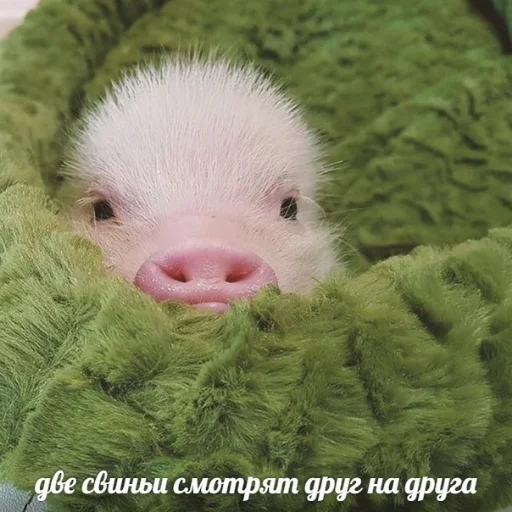 млекопитающее животное новорожденный
