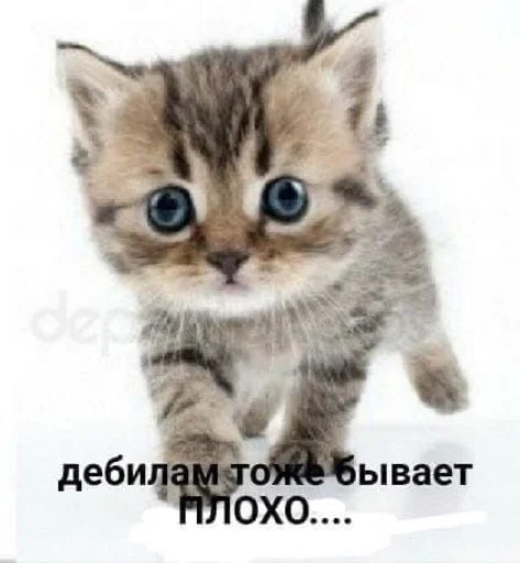 кошка кошка животное млекопитающее