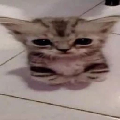 кошка кошка млекопитающее кошки малого и среднего размера