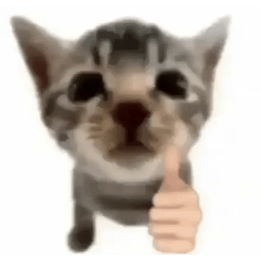 Мяу Мяу -