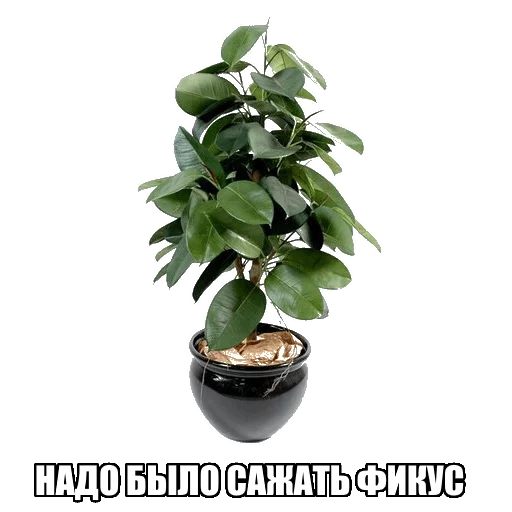 flowerpot flowerpot houseplant plant