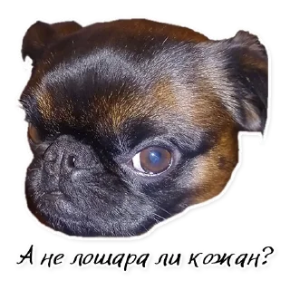 Sticker СТАЯ - 11