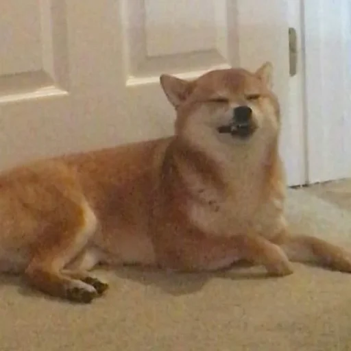 Shiba inu! @FriedNoodle Shiba inu! @FriedNoodle -
