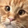 IriskaTheEbobo IriskaTheEbobo -