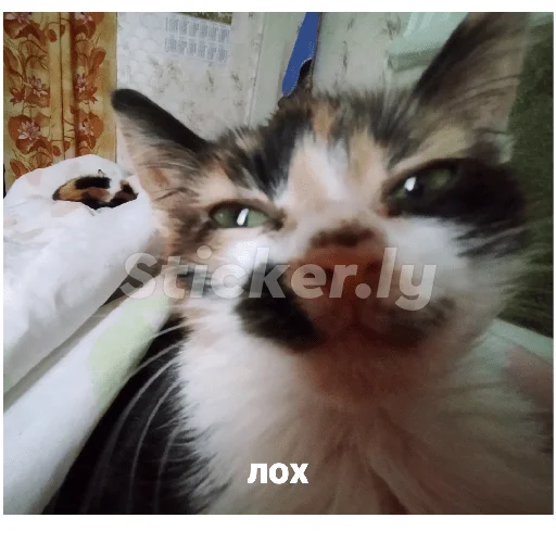 Кот Кот -