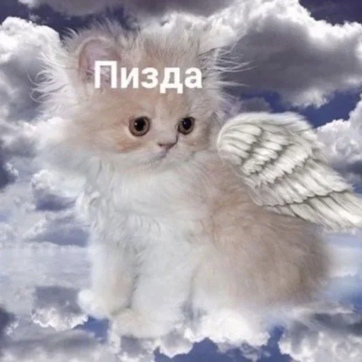 Ivnio Ivnio -