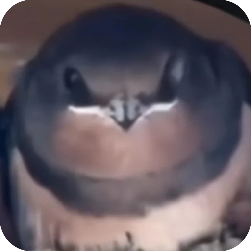 Изя Изя -