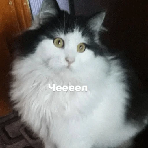 Изян Изян -