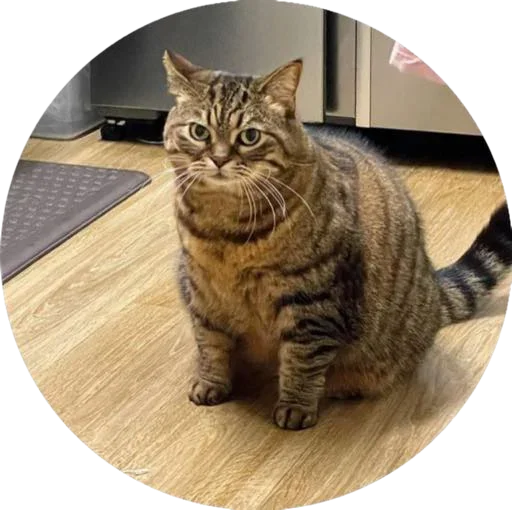 i love Toyota and cats i love Toyota and cats -