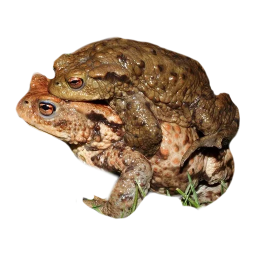 animal frog amphibian