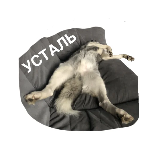 ПИСЕЛЬ ПИСЕЛЬ -