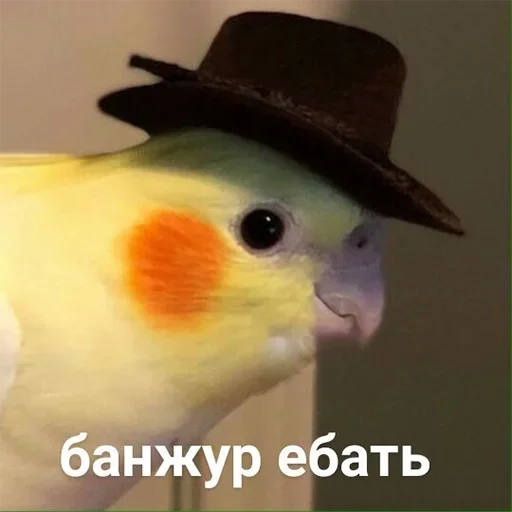 птица птица животное попугай