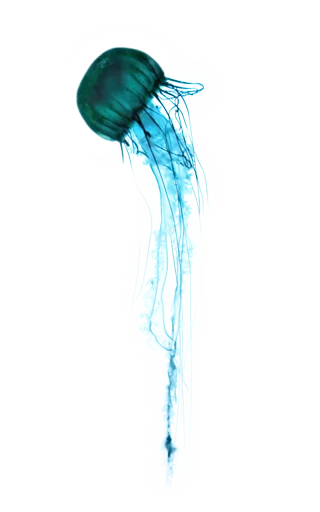 Jellyfish Jellyfish -