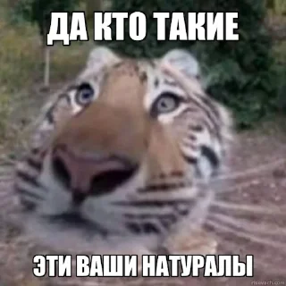 Стикер Jerry The Tiger @jerryx5 - 0