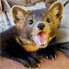 ...just martens... ...just martens... - животное