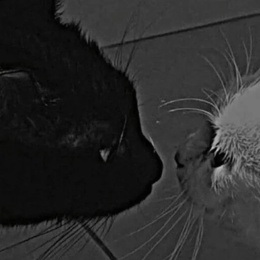 Дедус/ь похуй :: @fStikBot Дедус/ь похуй :: @fStikBot - мультфильм