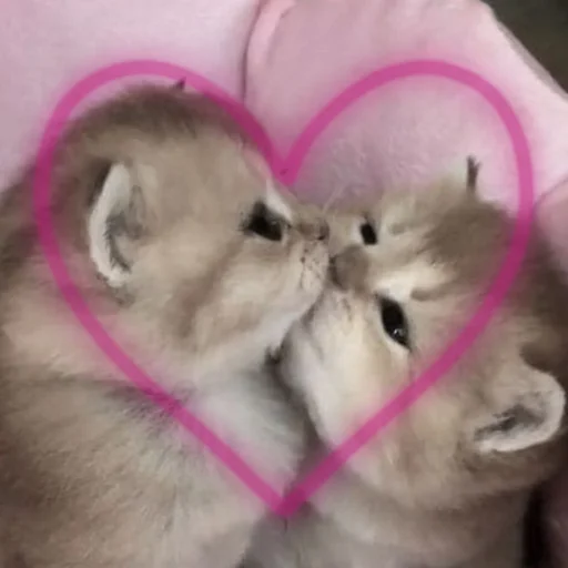 Kitty go Kitty go -