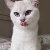 Няшные Пикчи Няшные Пикчи - животное