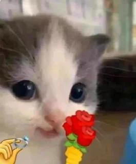 Sticker كرمله - 8 Sticker كرمله - 8