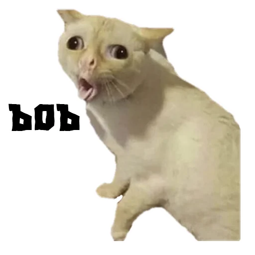 (@StickersHyickers) Коты Ебучие (@StickersHyickers) Коты Ебучие -