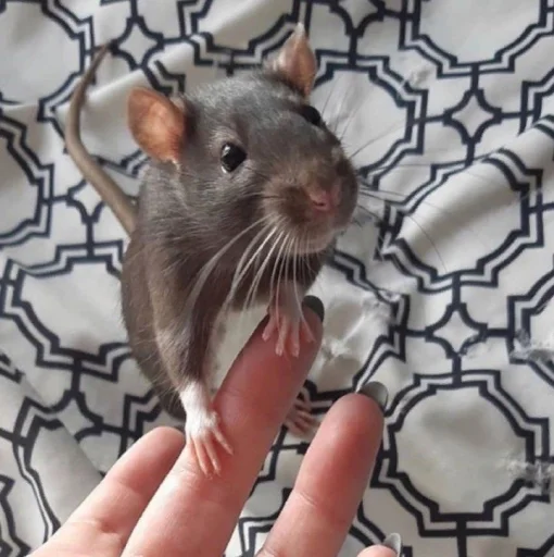 Крысик 🐀 @GIFSTIKI ⬅ Крысик 🐀 @GIFSTIKI ⬅ -