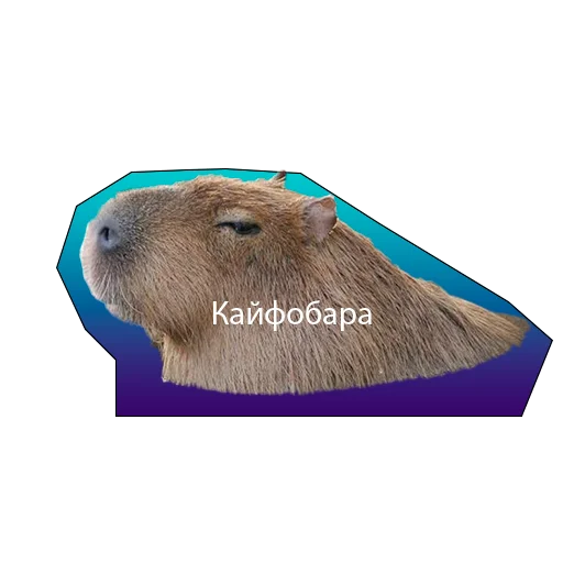 KapibaruTOP KapibaruTOP -