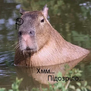 Стикер KapibaruTOP - 0
