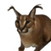 Шлёпанцы Шлёпанцы -