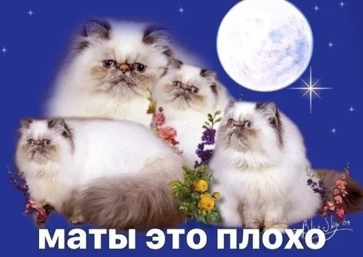 animal animal moon mammal