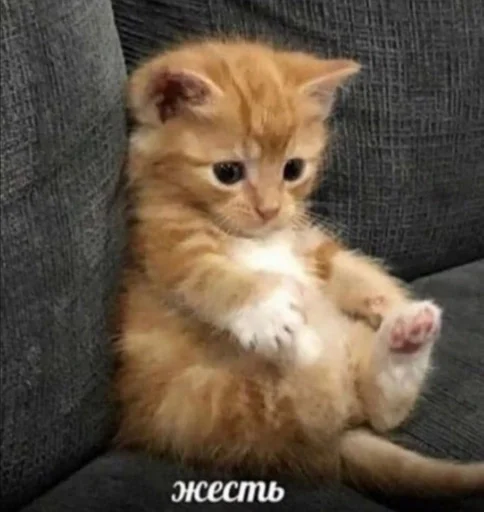mammal mammal animal cat