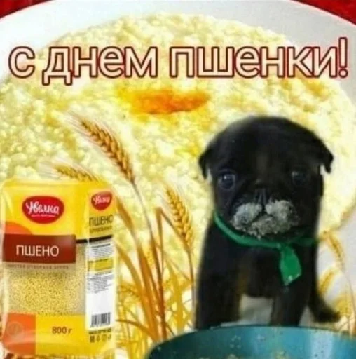 text text food mammal