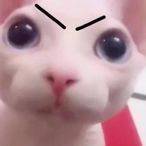 Стикер котики :: @fStikBot - 11