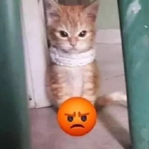 Стикер котики :: @fStikBot - 9