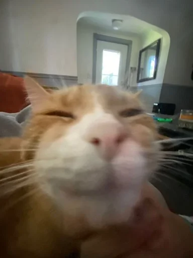 Стикер котики :: @fStikBot - 7
