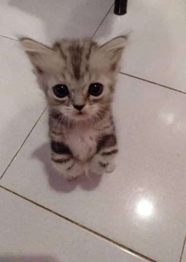 Стикер котики :: @fStikBot - 6