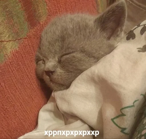 Стикер котики :: @fStikBot - 5