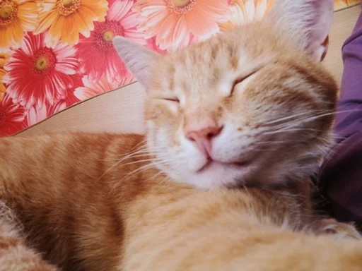 Стикер котики :: @fStikBot - 3