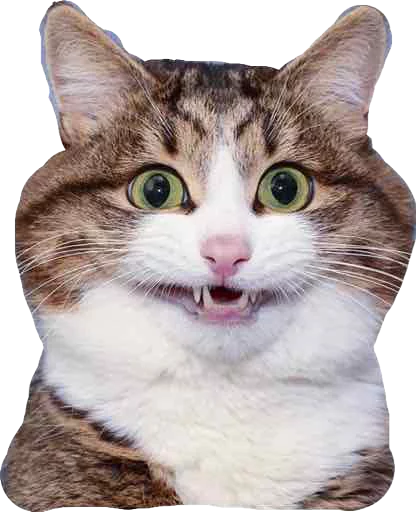 Kisaaaaa Kisaaaaa -