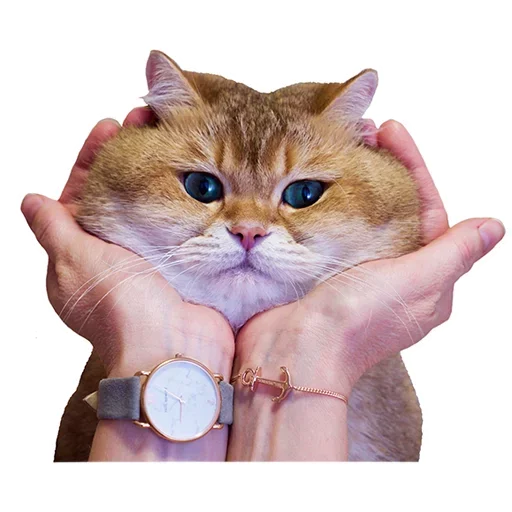 Cats @stickersb2b Cats @stickersb2b -