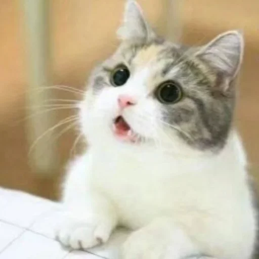 Meow @stickersb2b Meow @stickersb2b -