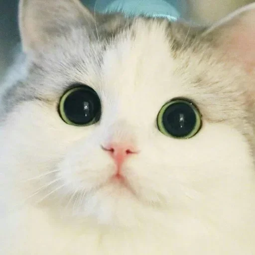Котики :: @fStikBot Котики :: @fStikBot -