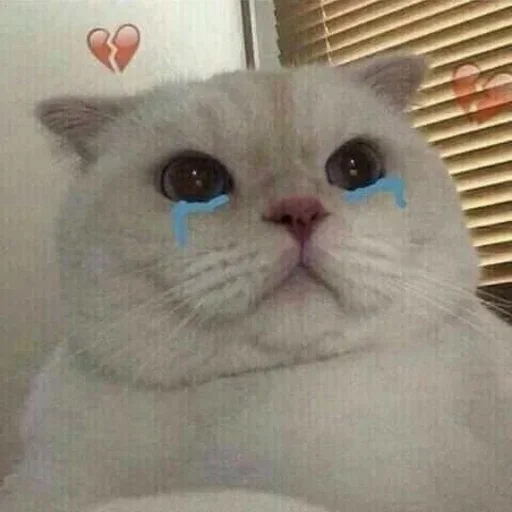 KittenMoji | @ll1k4 KittenMoji | @ll1k4 -
