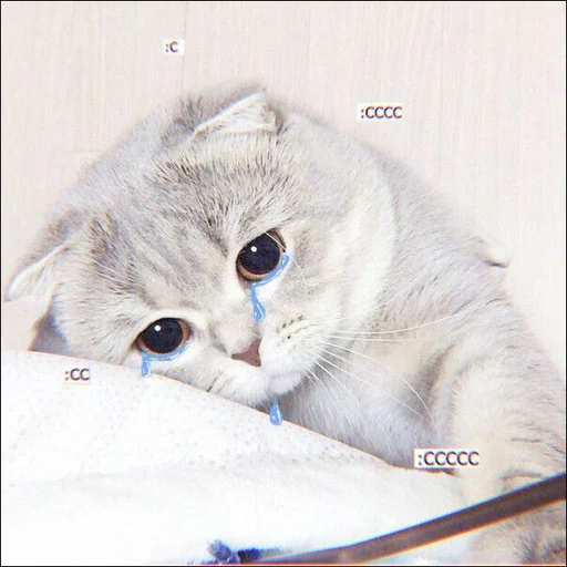 ⿴݃ KITTEN MOODs ⨾ @tehkotack ⿴݃ KITTEN MOODs ⨾ @tehkotack -