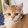 котёнок Ра by @nadya_vino котёнок Ра by @nadya_vino -